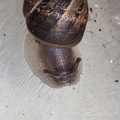 snail-sp90mm-g-400d-5857.jpg