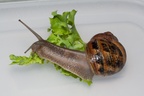 Snail Eating Lettuce