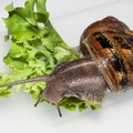 Snail on Lettuce