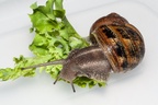 Snail on Lettuce