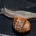 snail-sp35-80-g-40d-08757.jpg