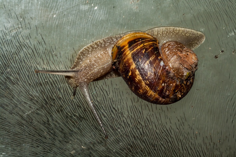 snail-elmait60-g-400d-13243.jpg