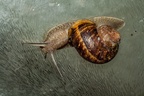 Snail on window glass