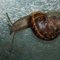 snail-elmait60-g-400d-13229.jpg