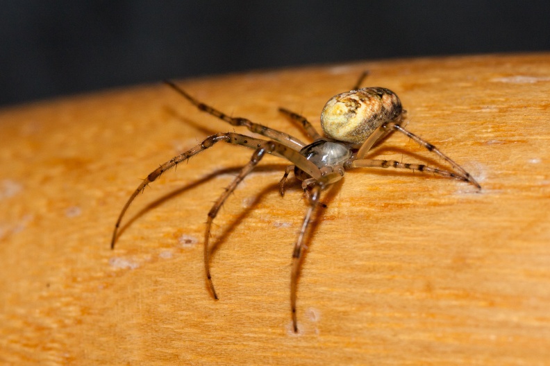 orb-weaver-spider-emarit60-g-40d14643.jpg
