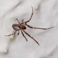 Orb weaver spider Zygiella x-notata
