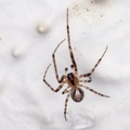 Silver-sided missing-sector orb weaver spider