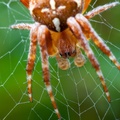 Garden Spider Close-up