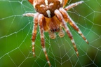 Garden Spider Close-up