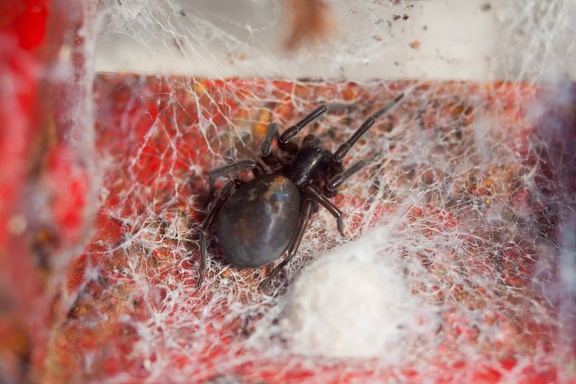 Black Lace Weaver Spider (Amaurobius ferox)