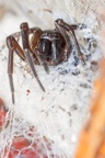 Black Lace Weaver Spider