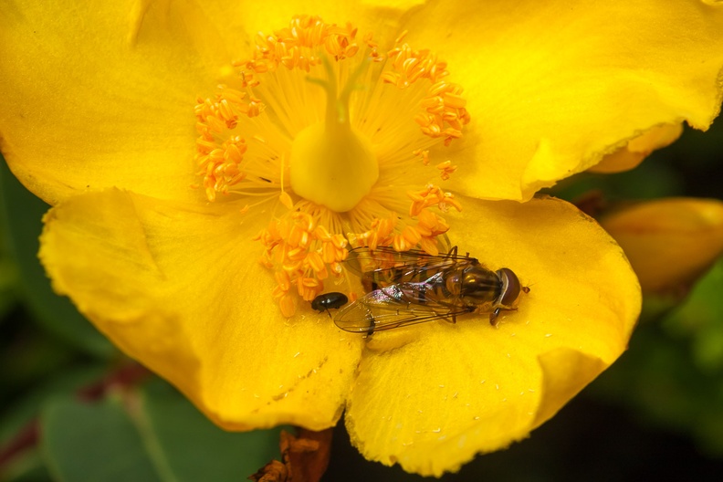 Bugs on Yellow Flower