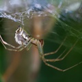 Sheet Web Spider (Linyphia triangularis)