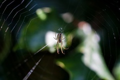Orb-web Spiders (Araneidae)