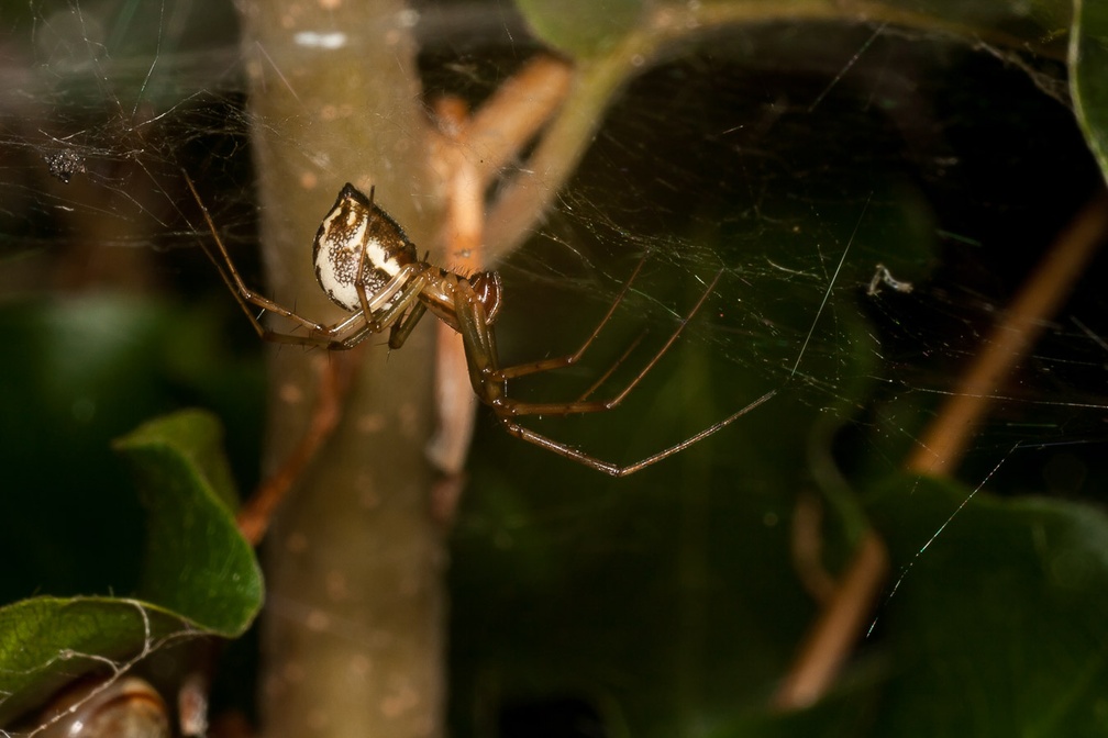 Sheet Web Spider