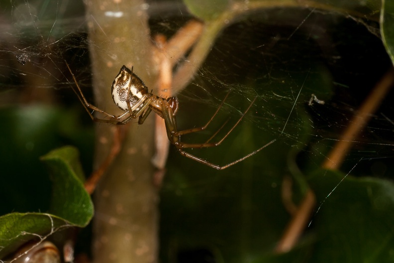 sheet-web-spider-sp90mm-g-400d-5656.jpg