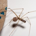 Cellar Spider with Eggs