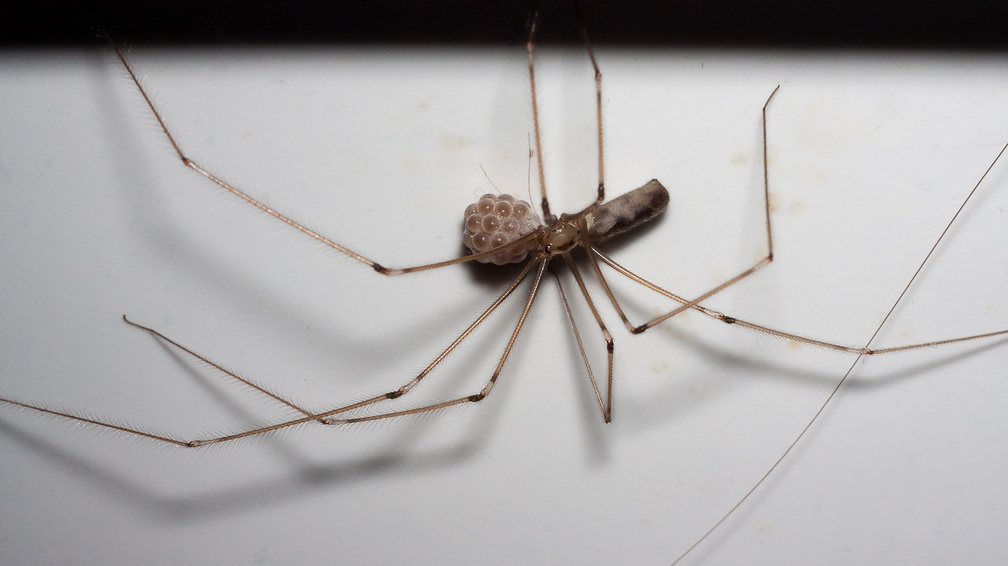 Cellar Spider with Eggs