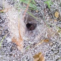 Labyrinth Spider Web