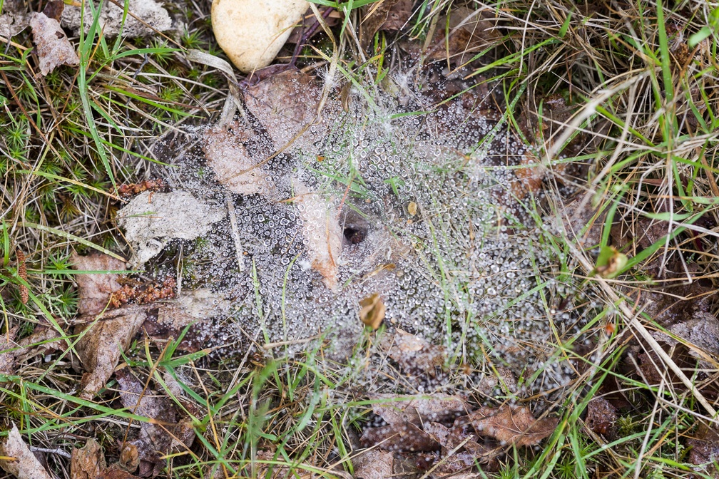 Labyrinth Spider Funnel Web