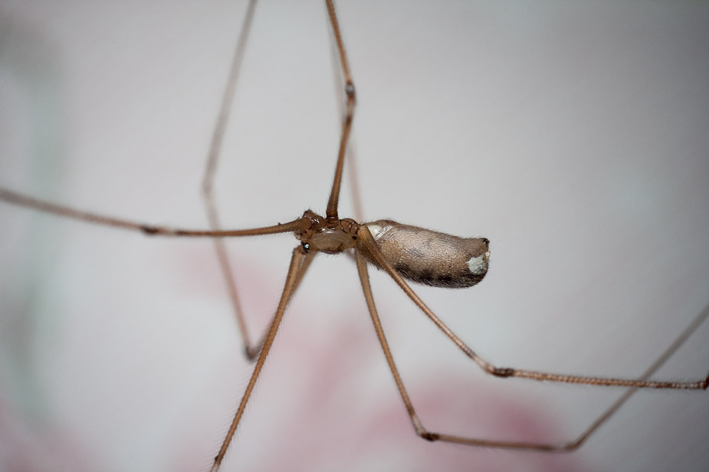 Long-legged Cellar Spider