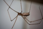 Long-legged Cellar Spider