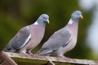 Wood Pigeons