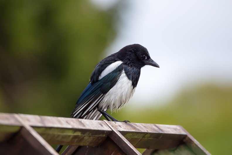 Wet and Bedraggled Magpie