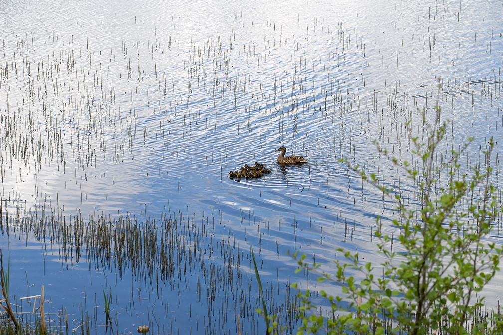 Mallard Duck with Raft of Ducklings