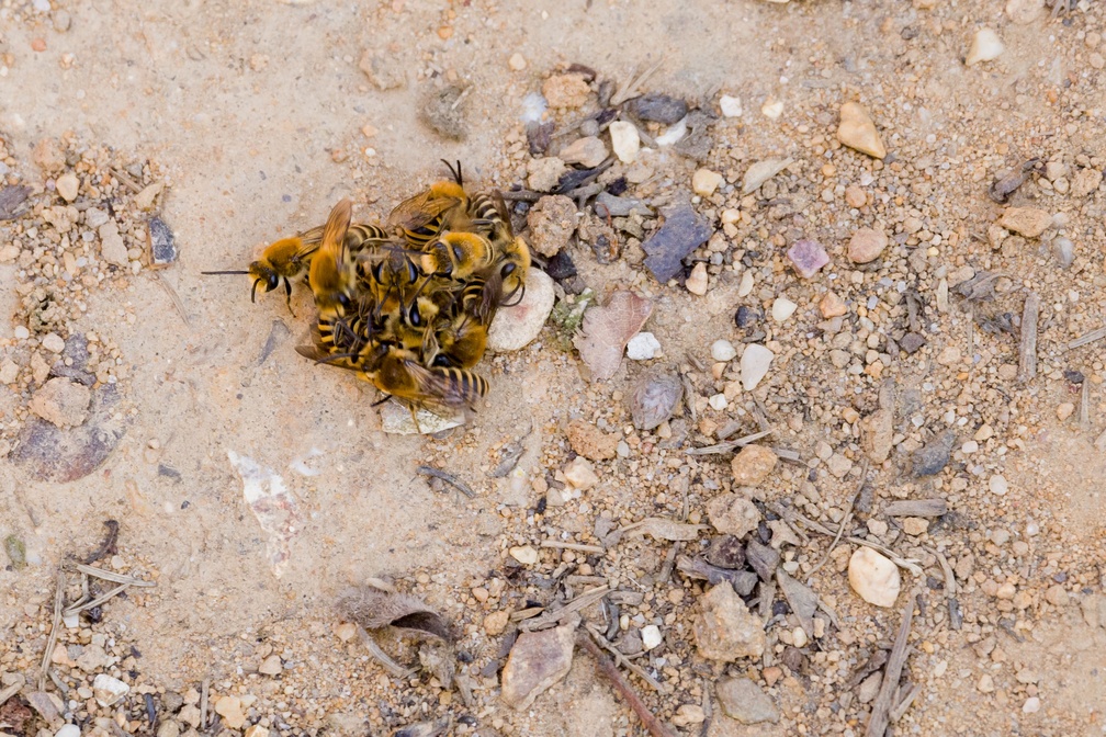Mating Ball of Heather Colletes Bees