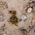 Mating Ball of Heather Colletes Bees