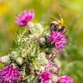 Carder Bee on Thistle