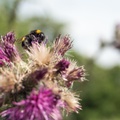 Bumblebee on thistle Flower