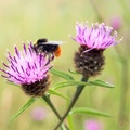 Red-tailed Bumblebee on Knapweed Flower