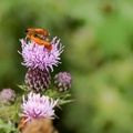 Common red soldier beetles