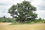 English Oak Tree