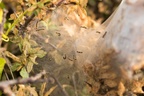 Silken Tents of Brown Tail Moth Larvae