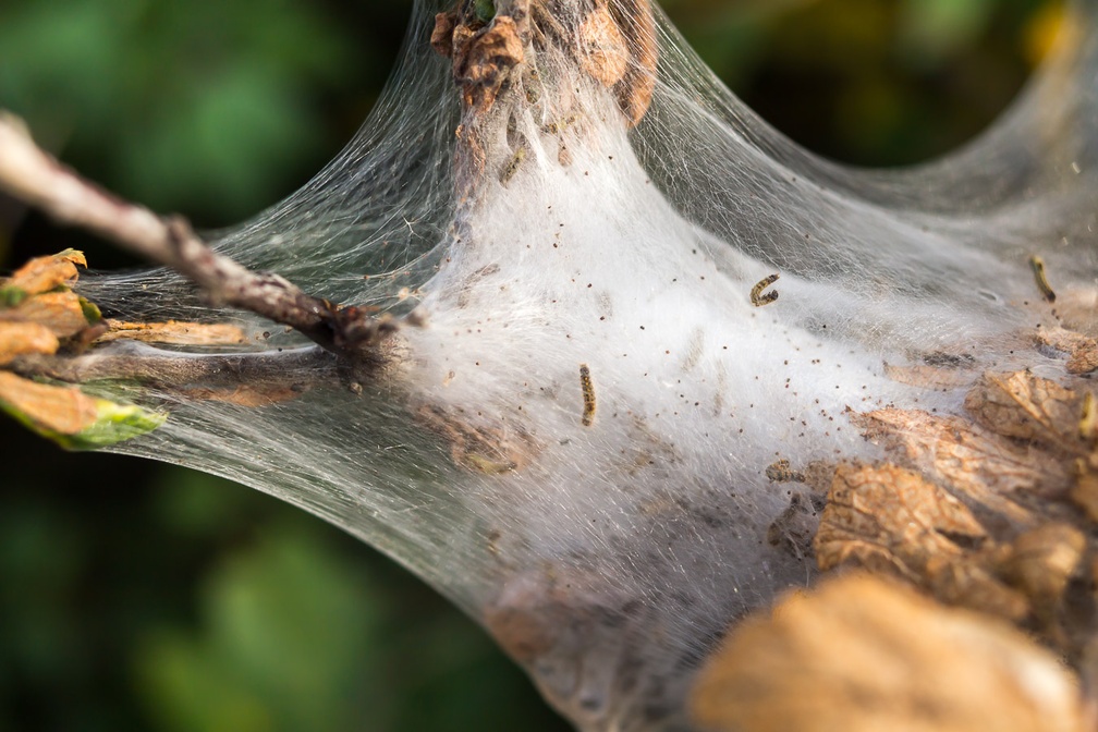 Silken Tent of Brown Tail Moth Larvae