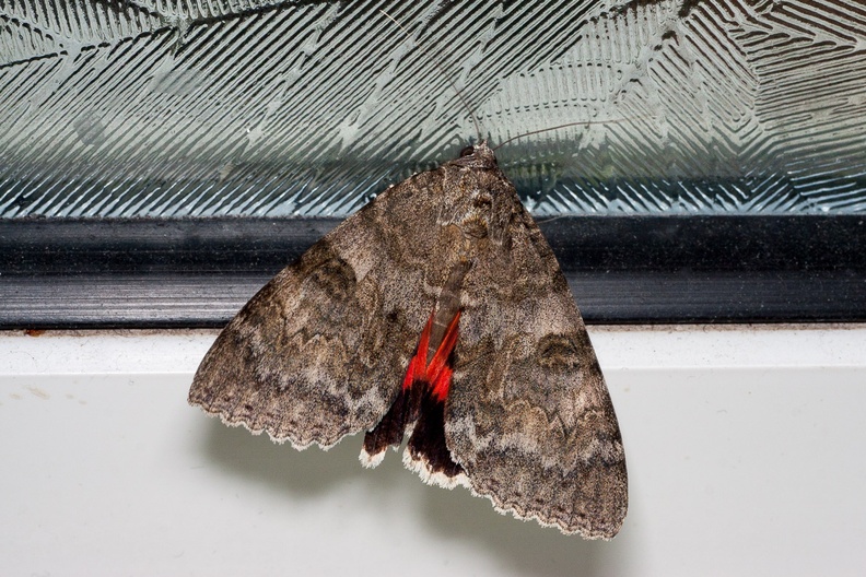 Red Underwing Moth