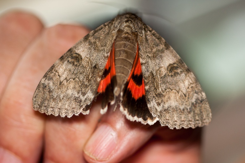 large-moth-elmarit60-g-40d1182.jpg