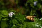 Fairy Moth