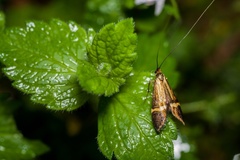 Yellow-barred Long-horn moth