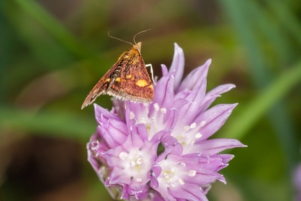 Mint Moth on Chive