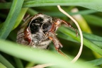Cockchafer or Maybug Beetle