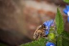 Honeybee on Alkanet