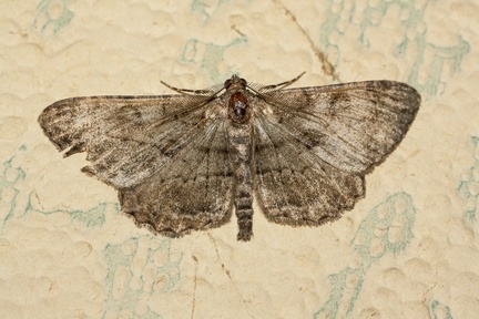 Willow Beauty (Peribatodes rhomboidaria) Moth