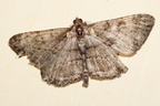 Willow Beauty Moth