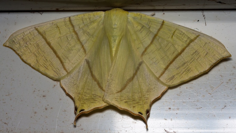 moth-elmarit60-g-40d-6826.jpg