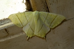 allow-tailed Moth