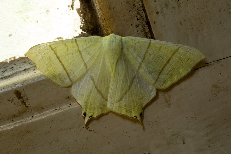 swallow-tailed-moth-elmarit60-g-6d-6331.jpg